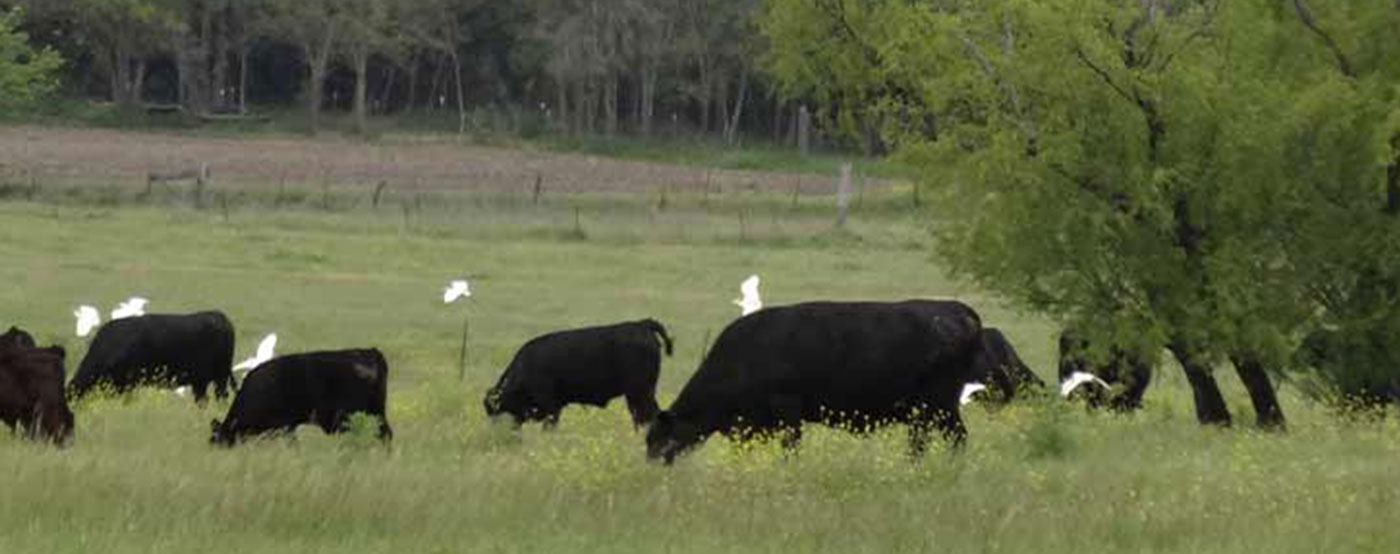 Grazing cows in Royse City, TX